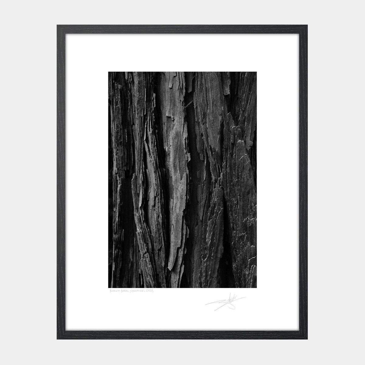 Burnt Bark