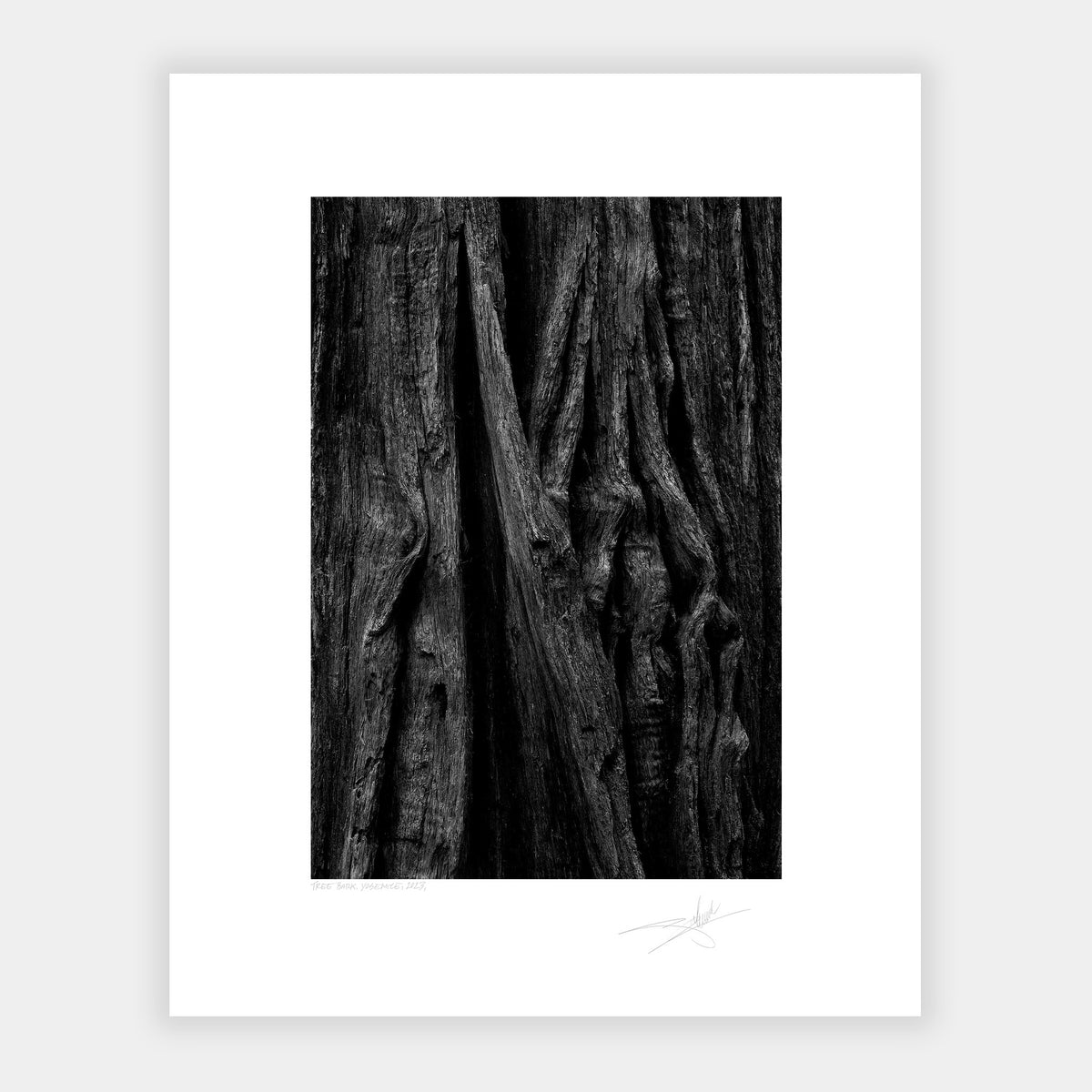 Tree Bark
