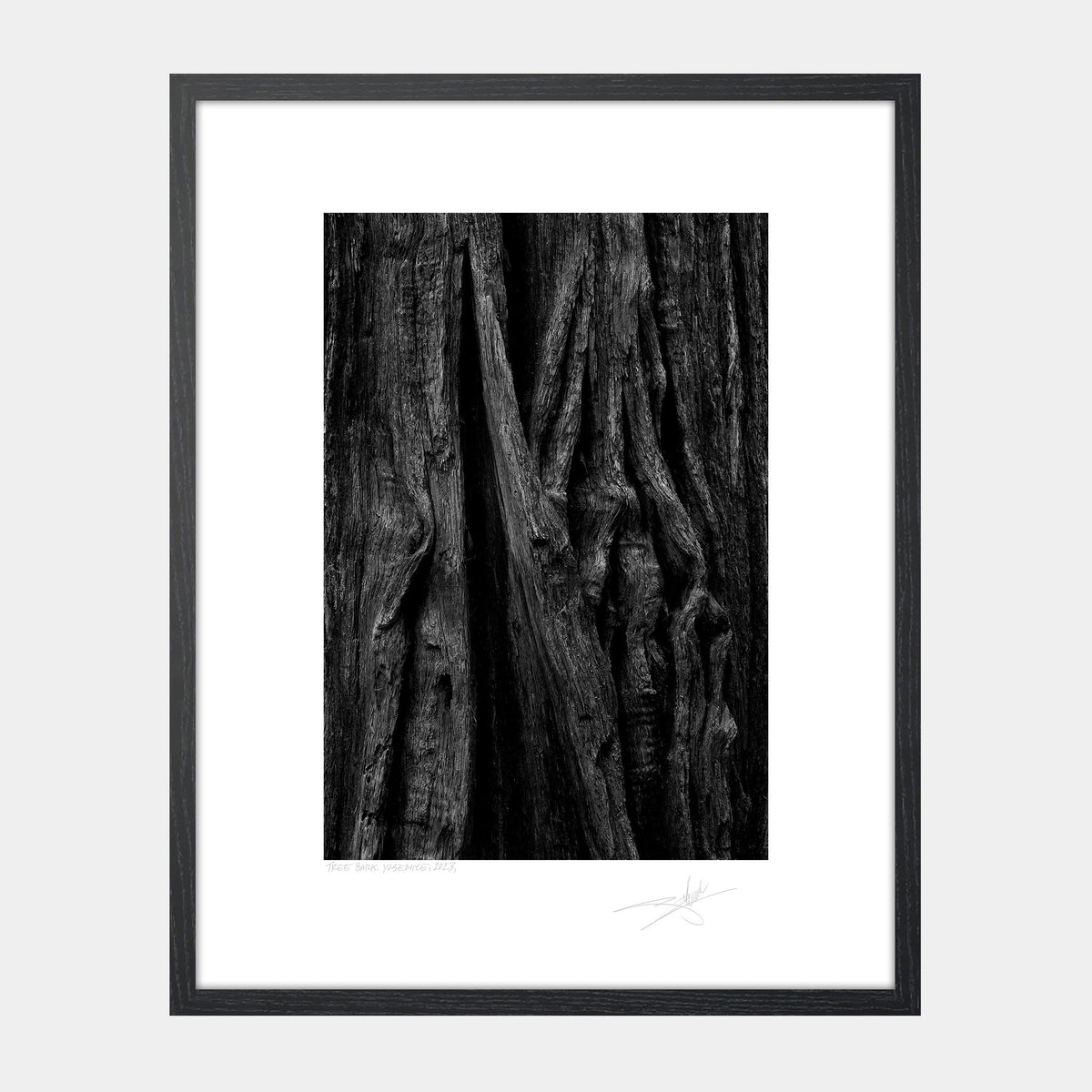 Tree Bark