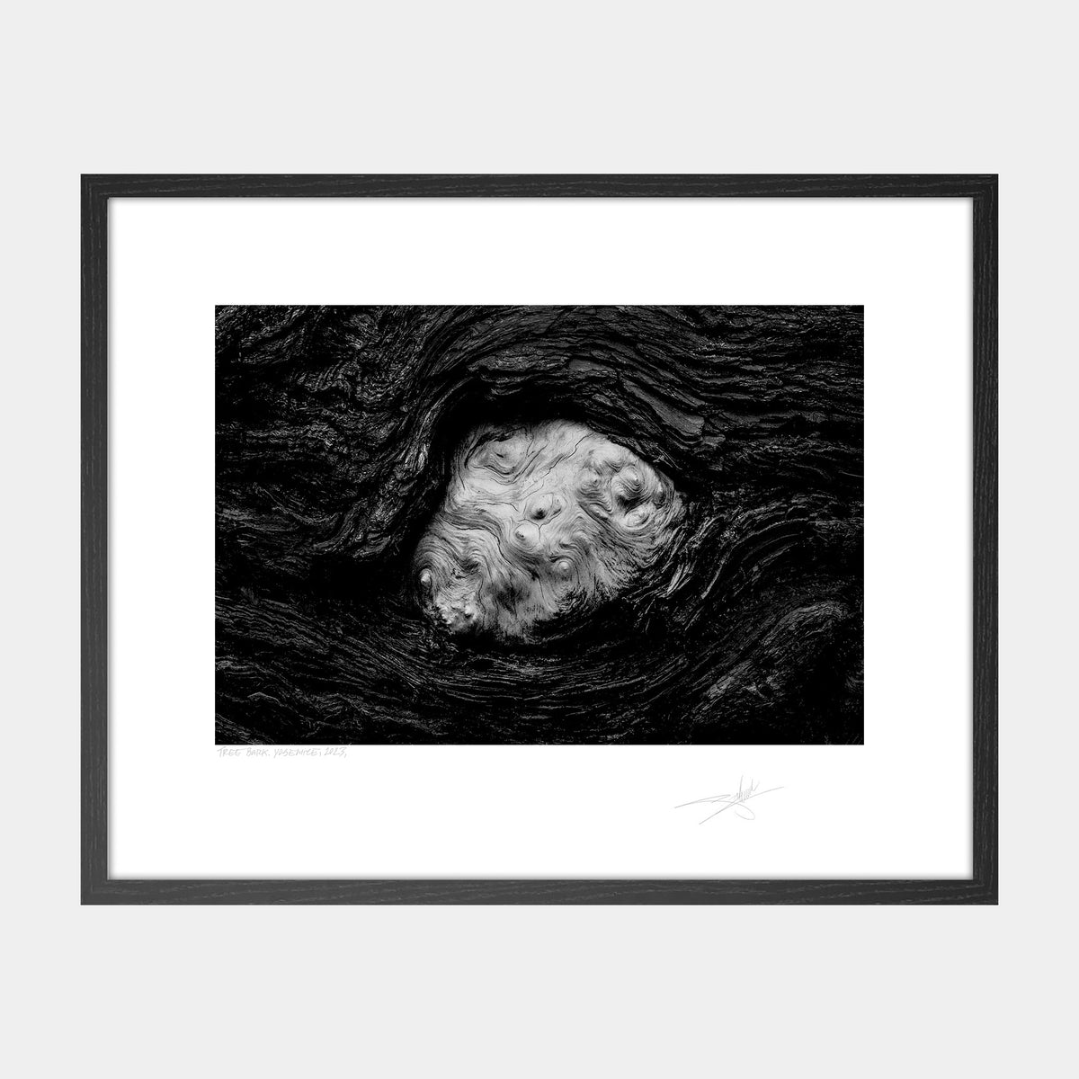Tree Bark