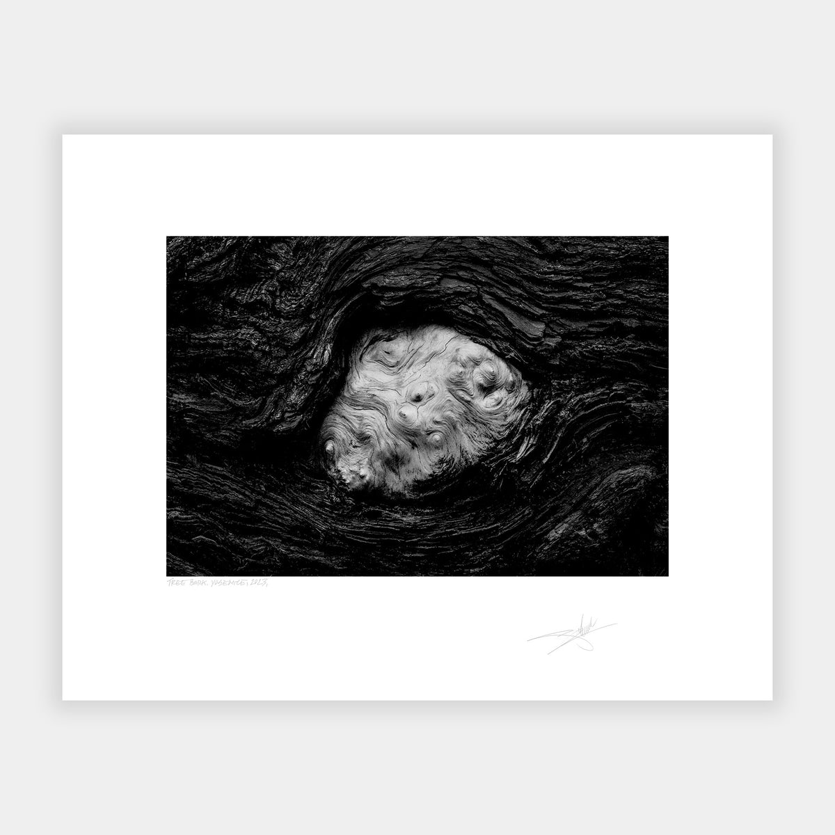 Tree Bark