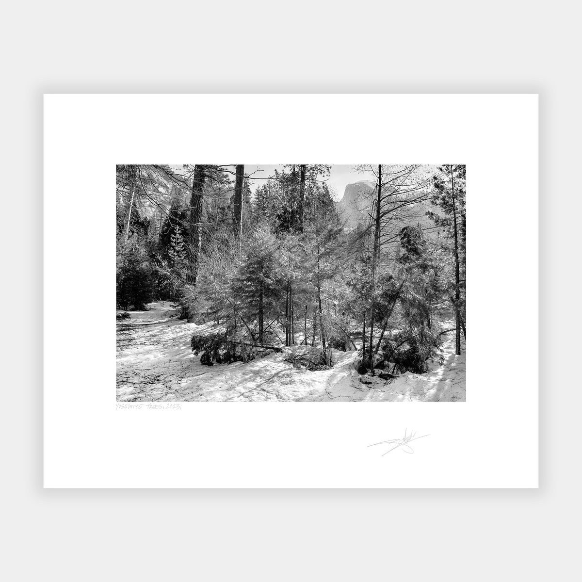 Yosemite Trees