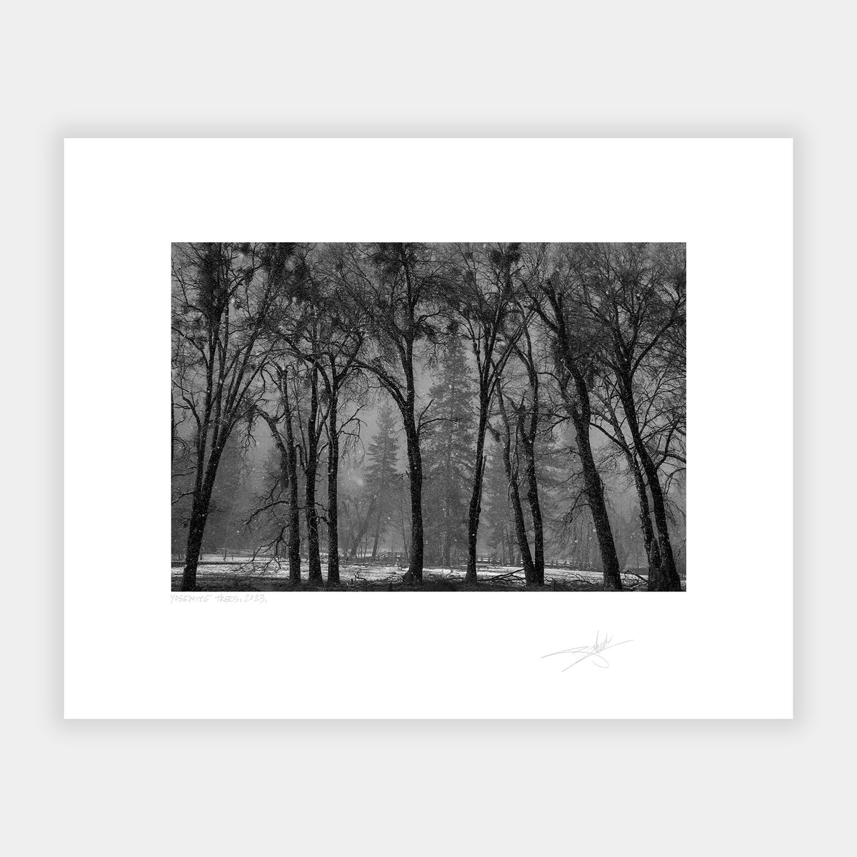 Yosemite Trees