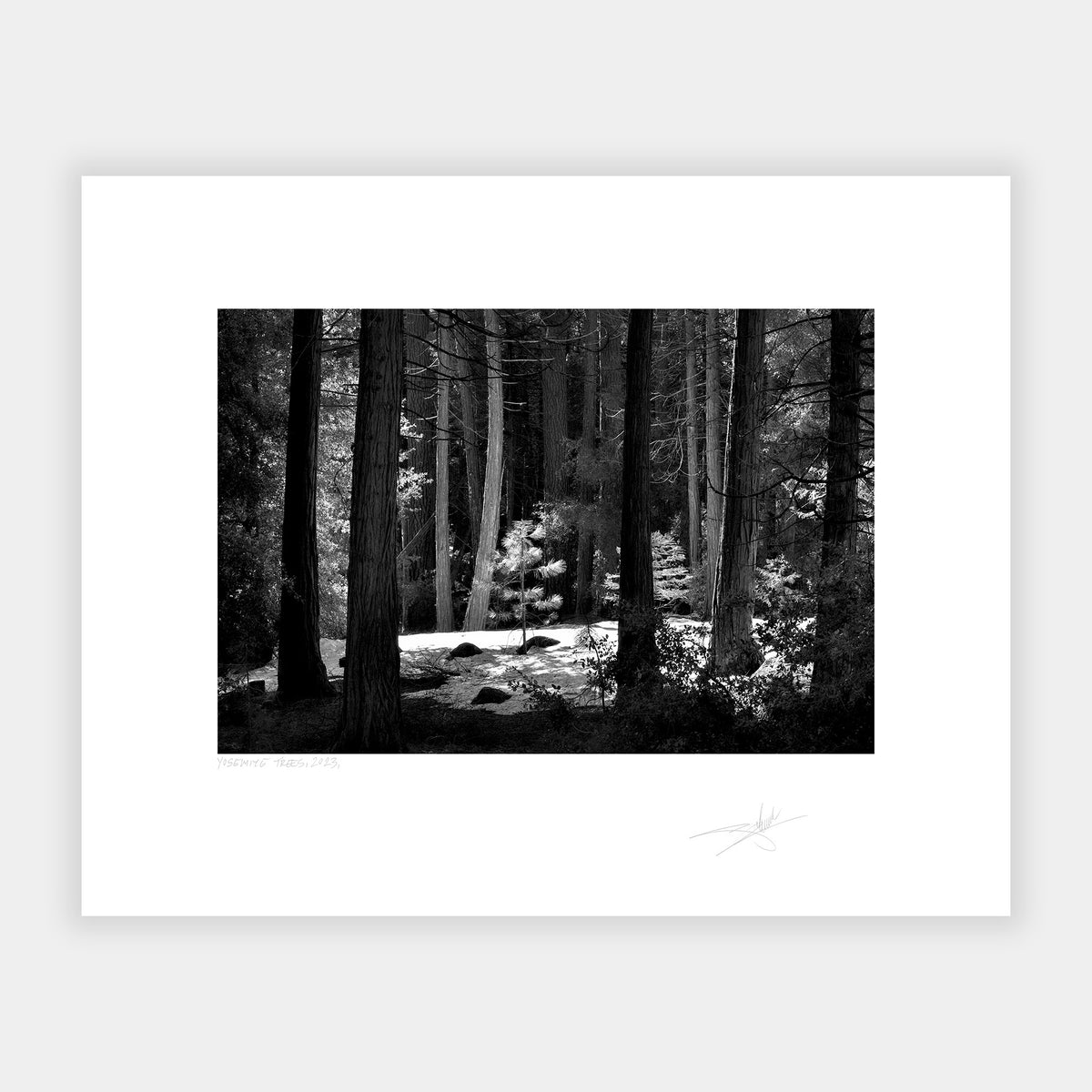 Yosemite Trees