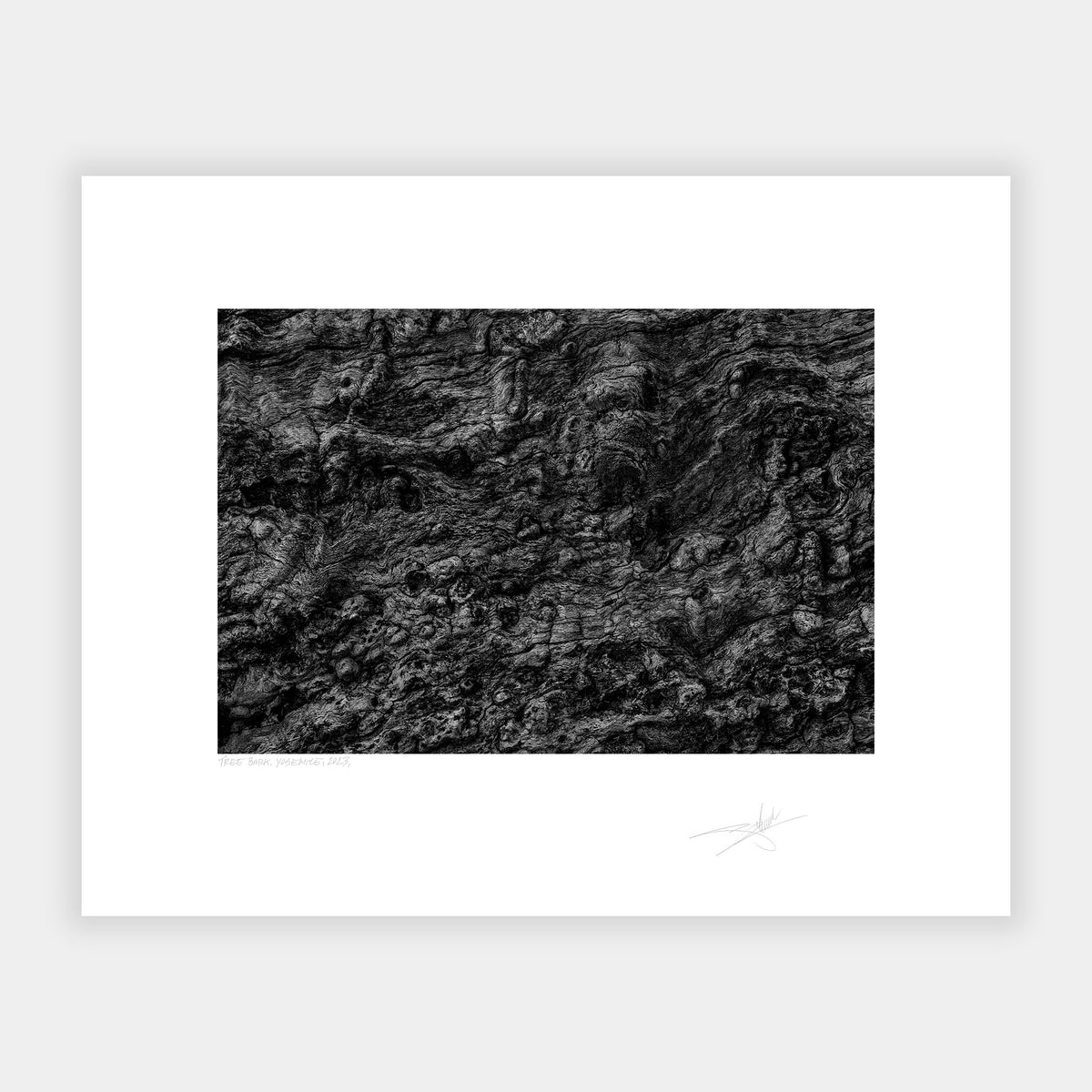 Tree Bark