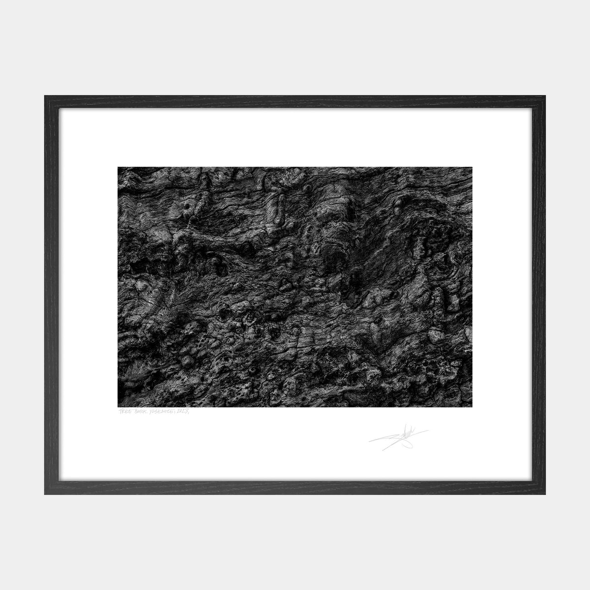 Tree Bark