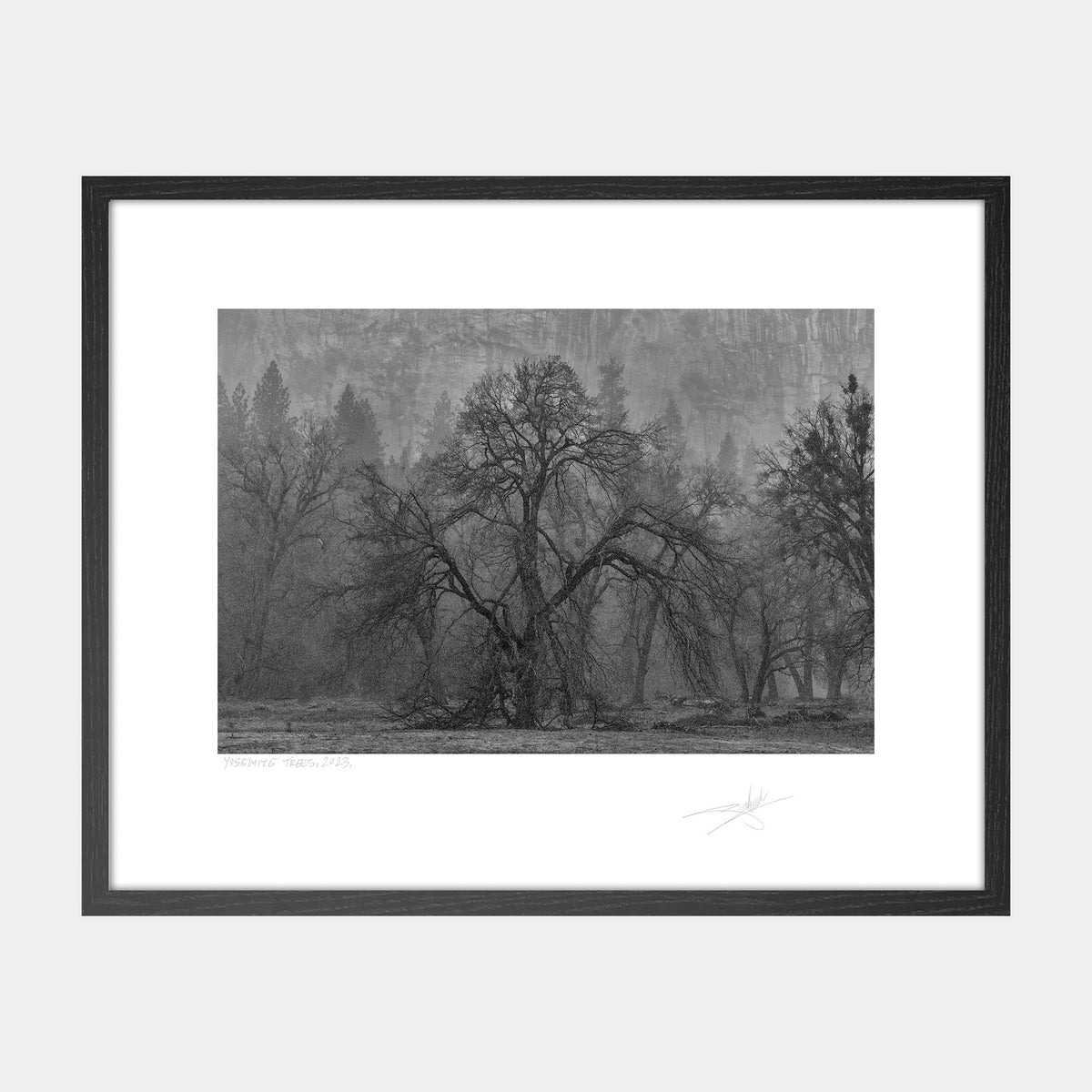Yosemite Trees
