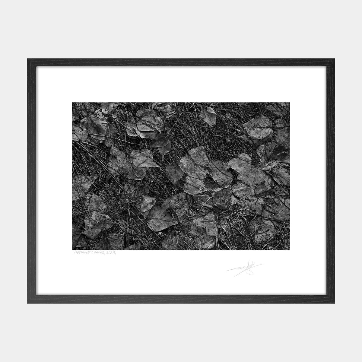 Yosemite Leaves
