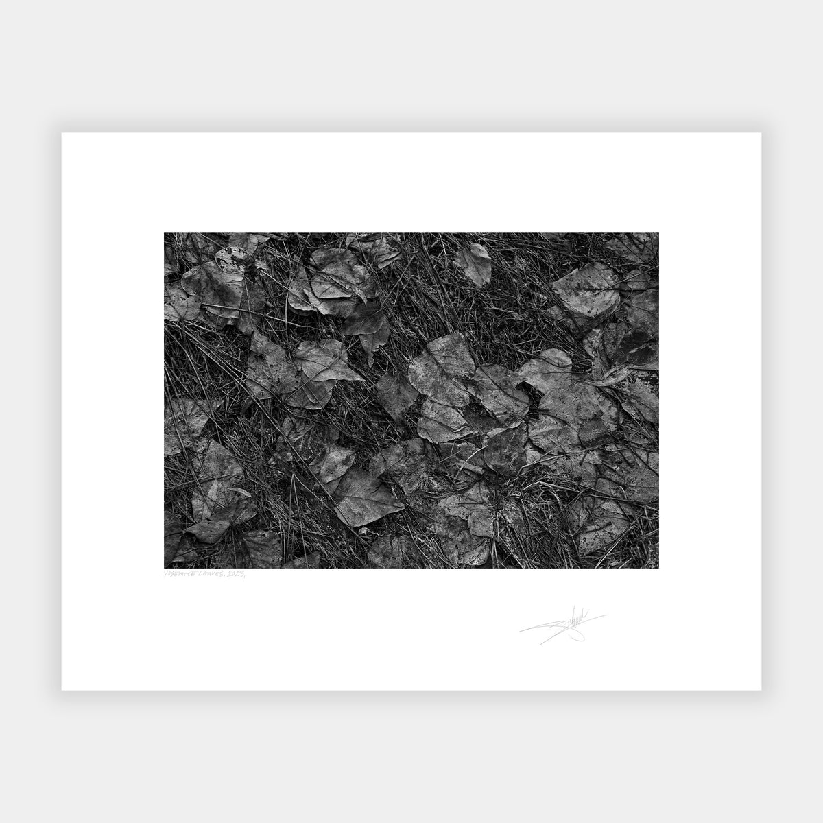 Yosemite Leaves