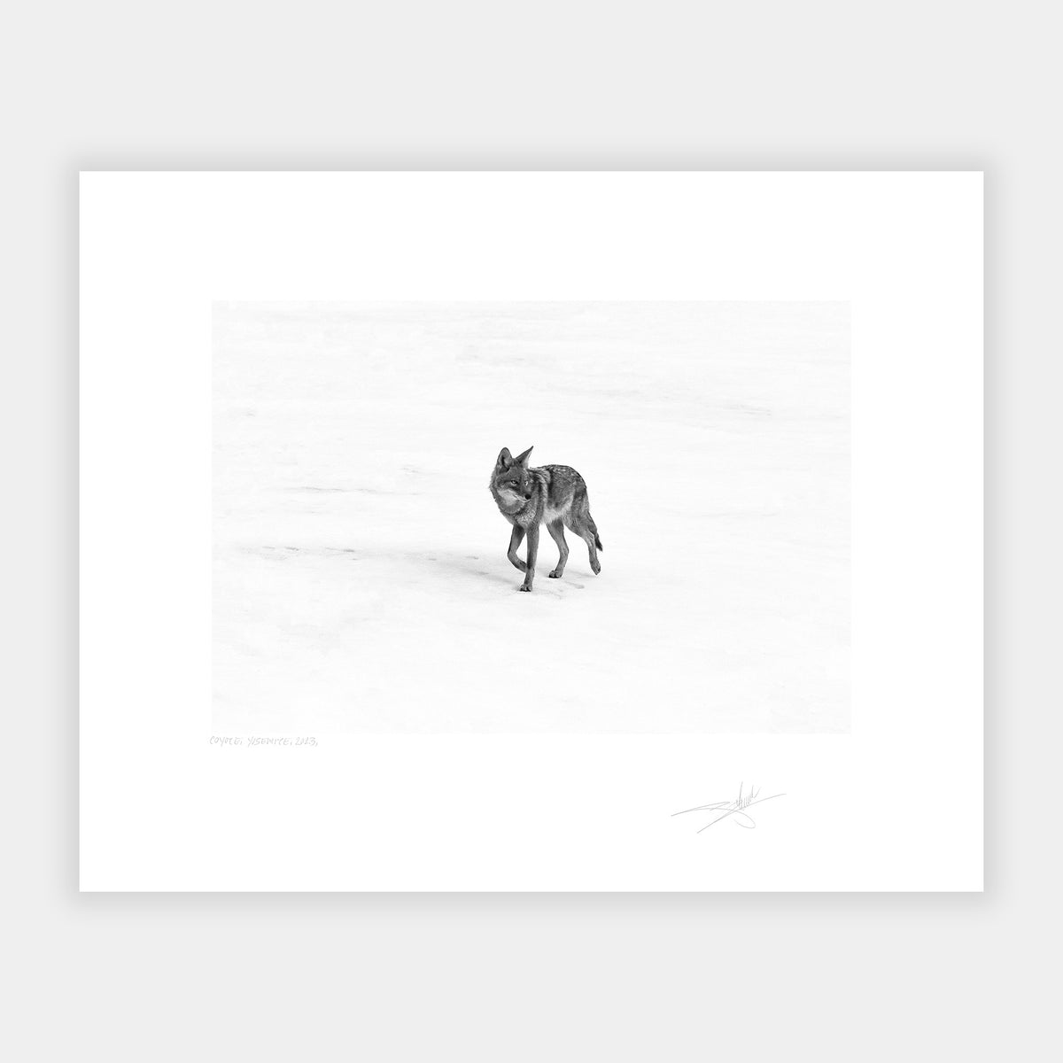 Coyote