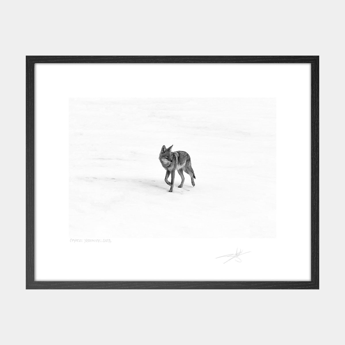 Coyote