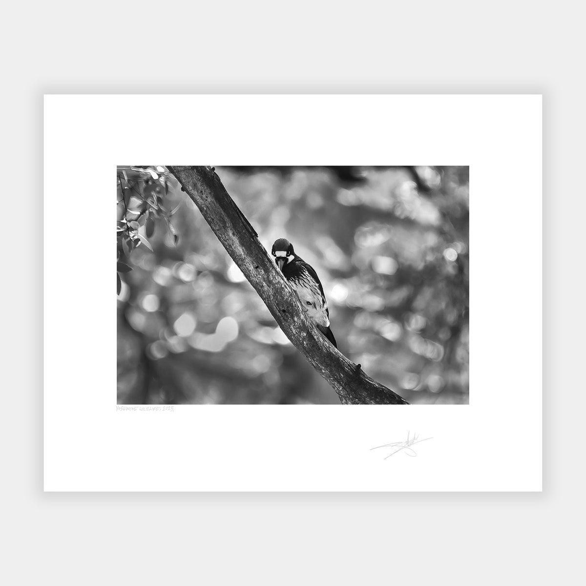 Yosemite Wildlife