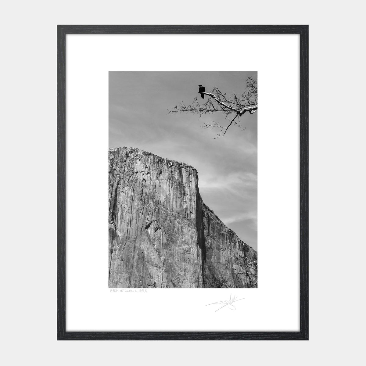 Yosemite Wildlife
