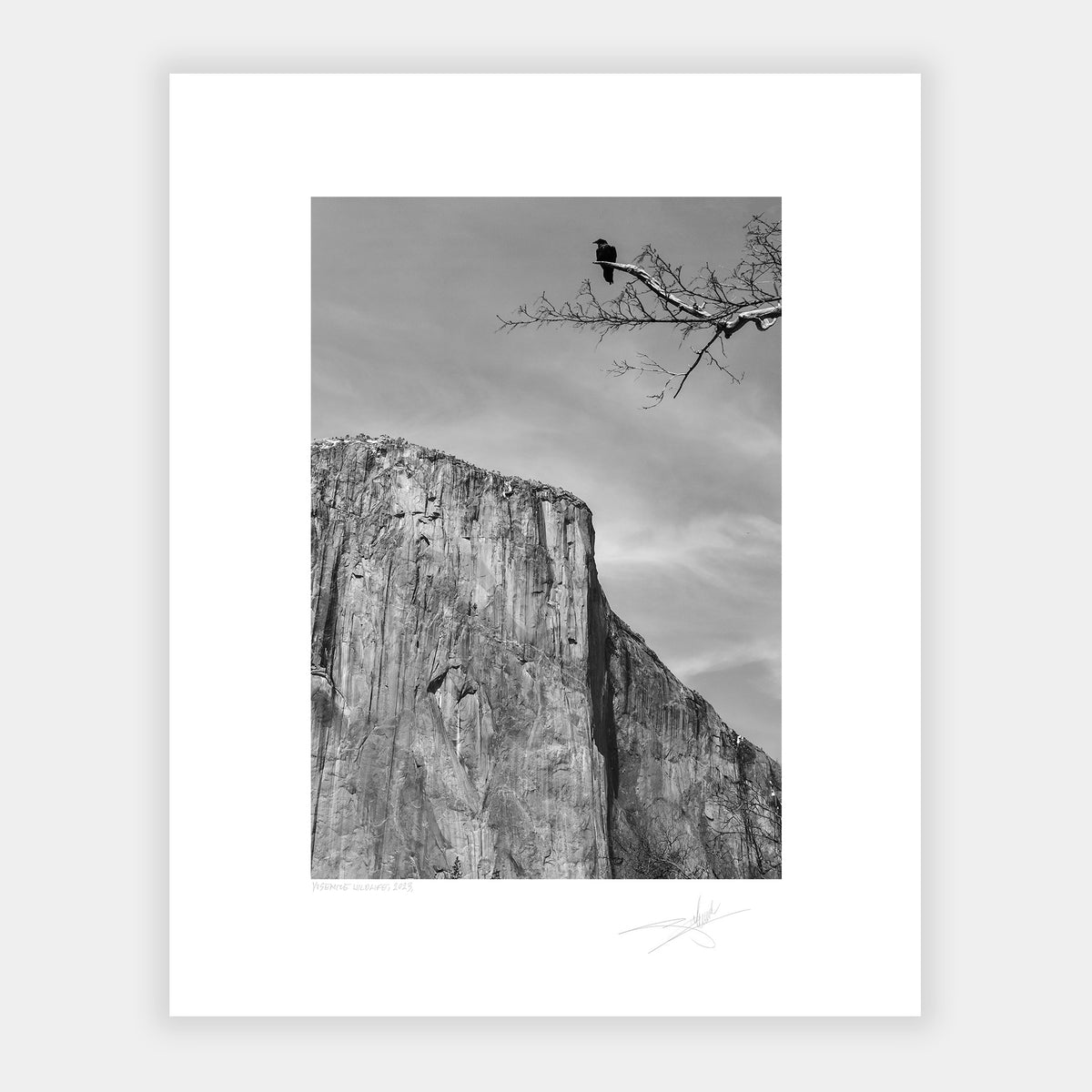 Yosemite Wildlife