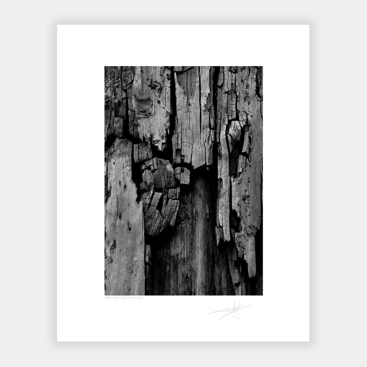 Tree Bark