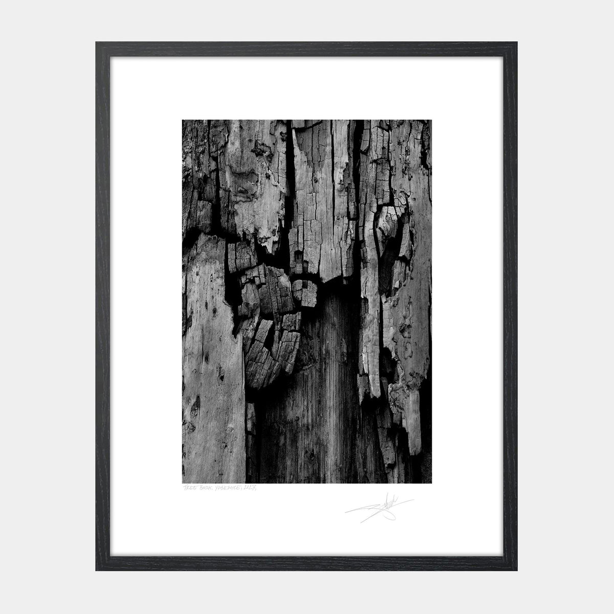 Tree Bark