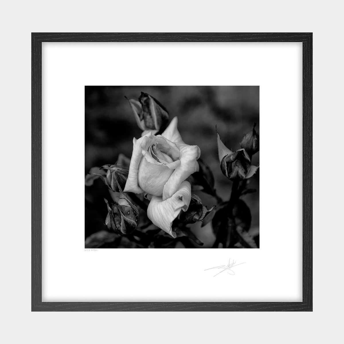 Wild Rose