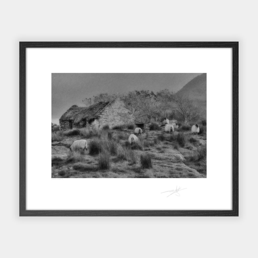 Cottage & Sheep