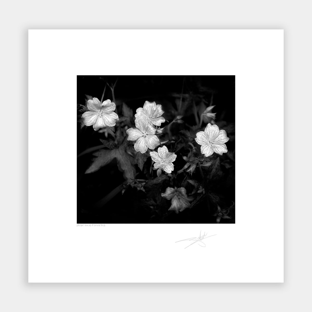 Irish Wild Flowers