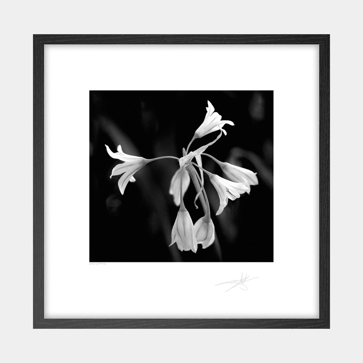 Wild Garlic