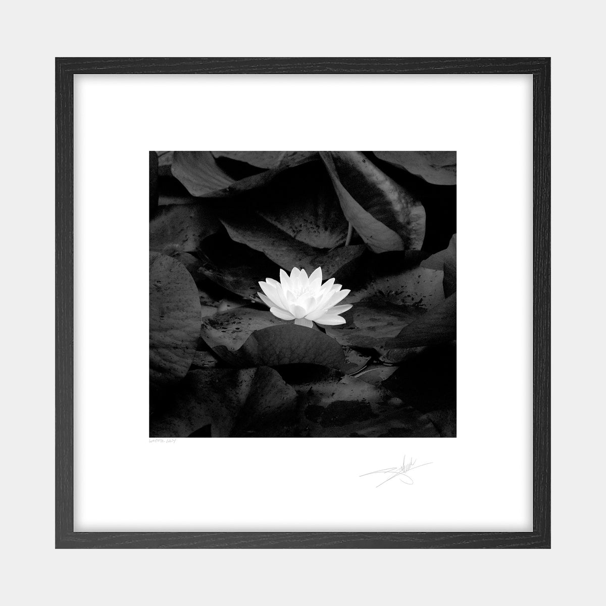 Water Lily