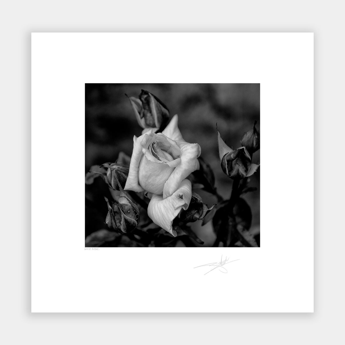 Wild Rose