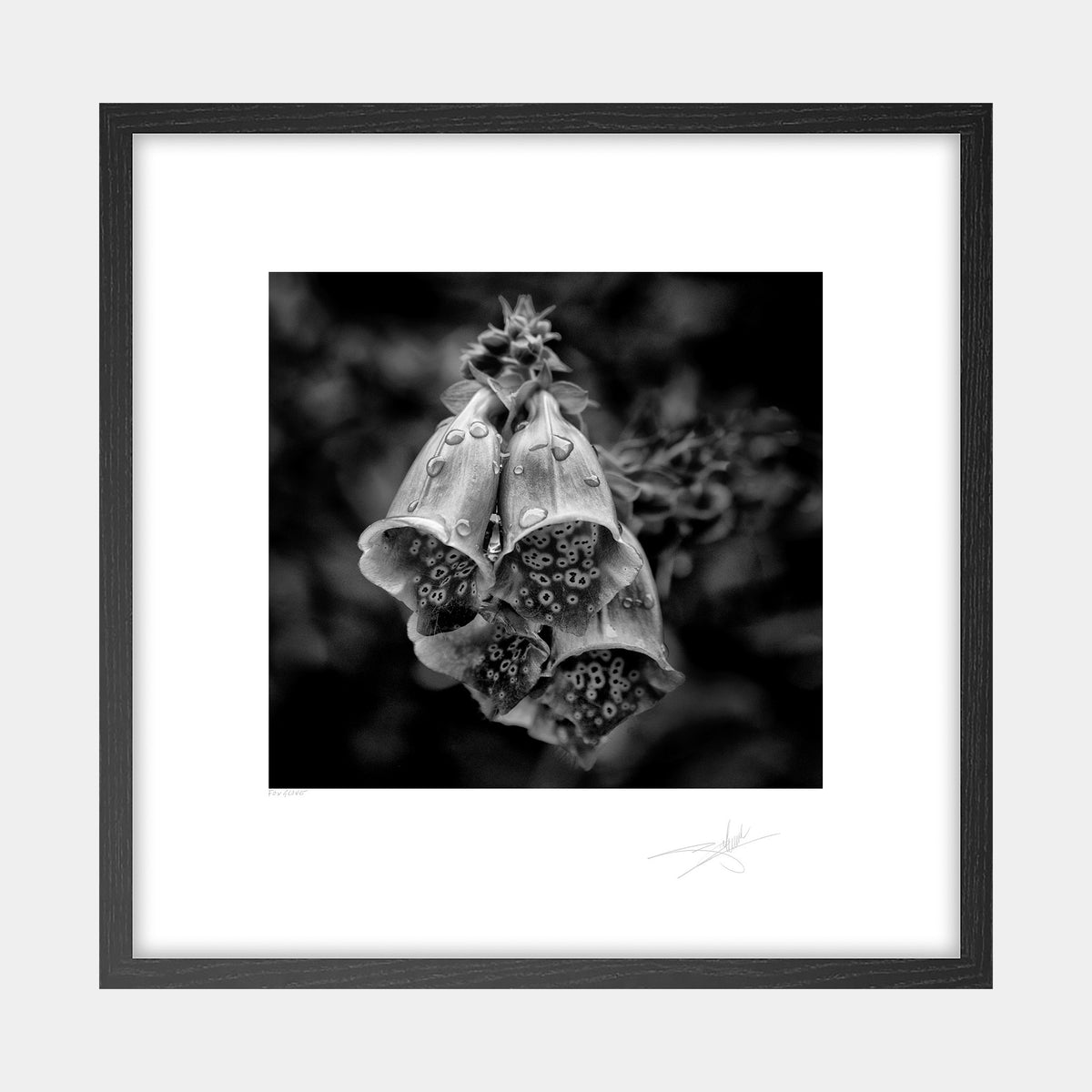Foxglove
