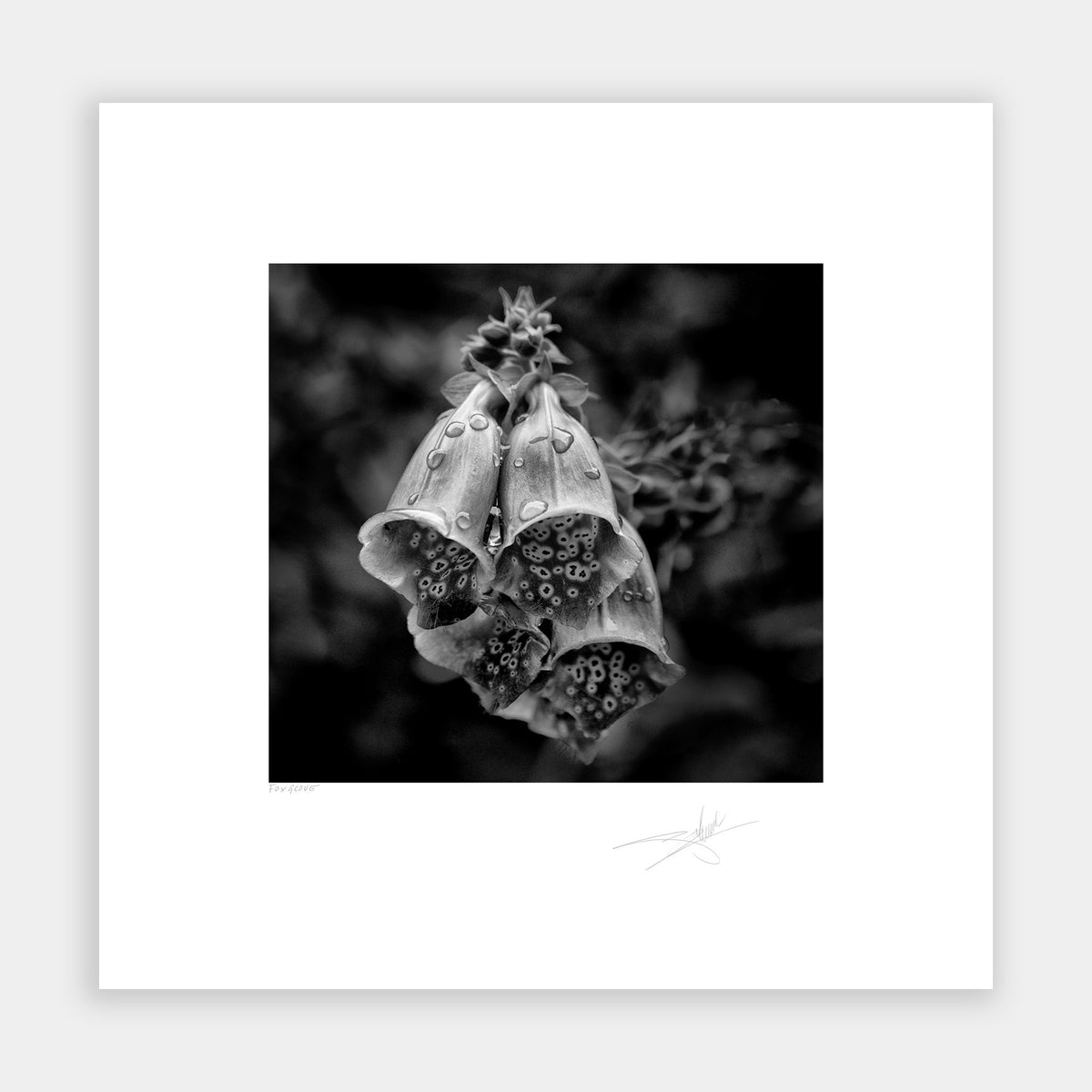 Foxglove