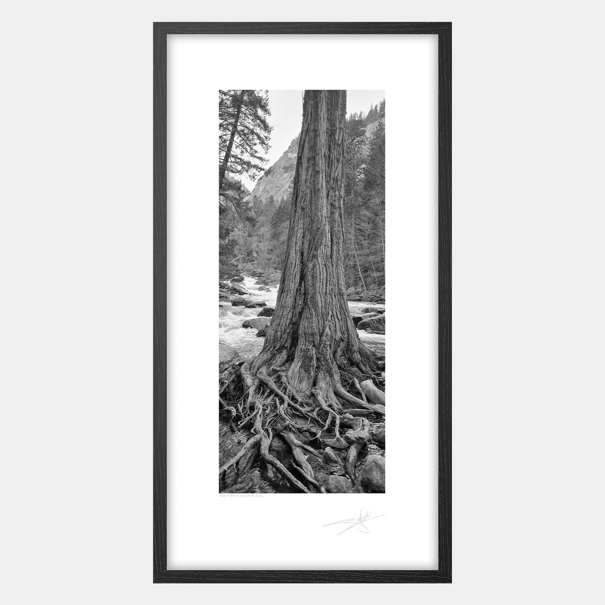 Trees & Roots