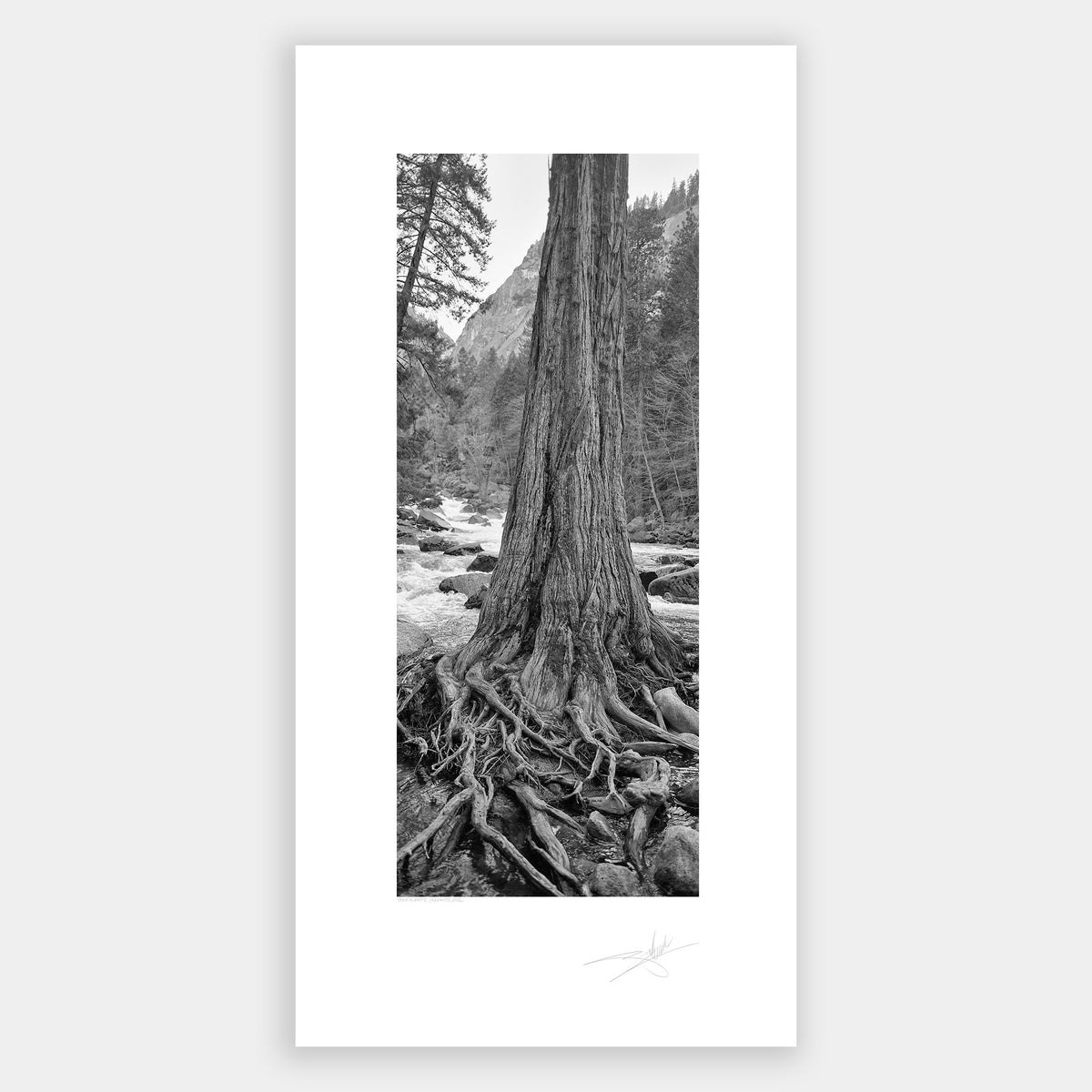 Trees & Roots