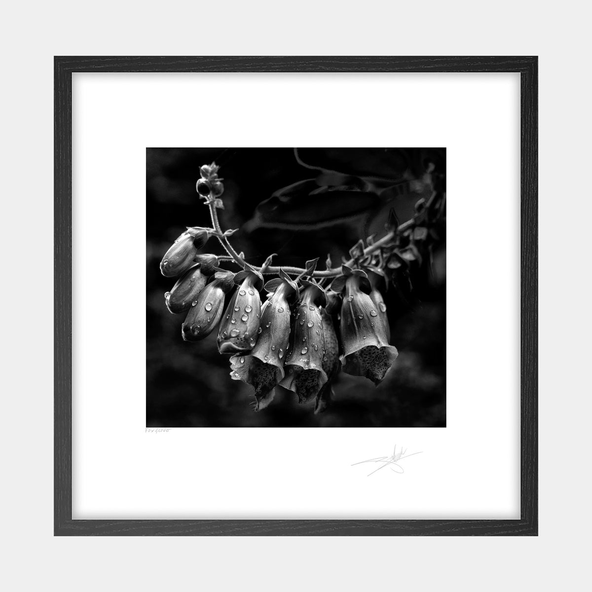 Foxglove