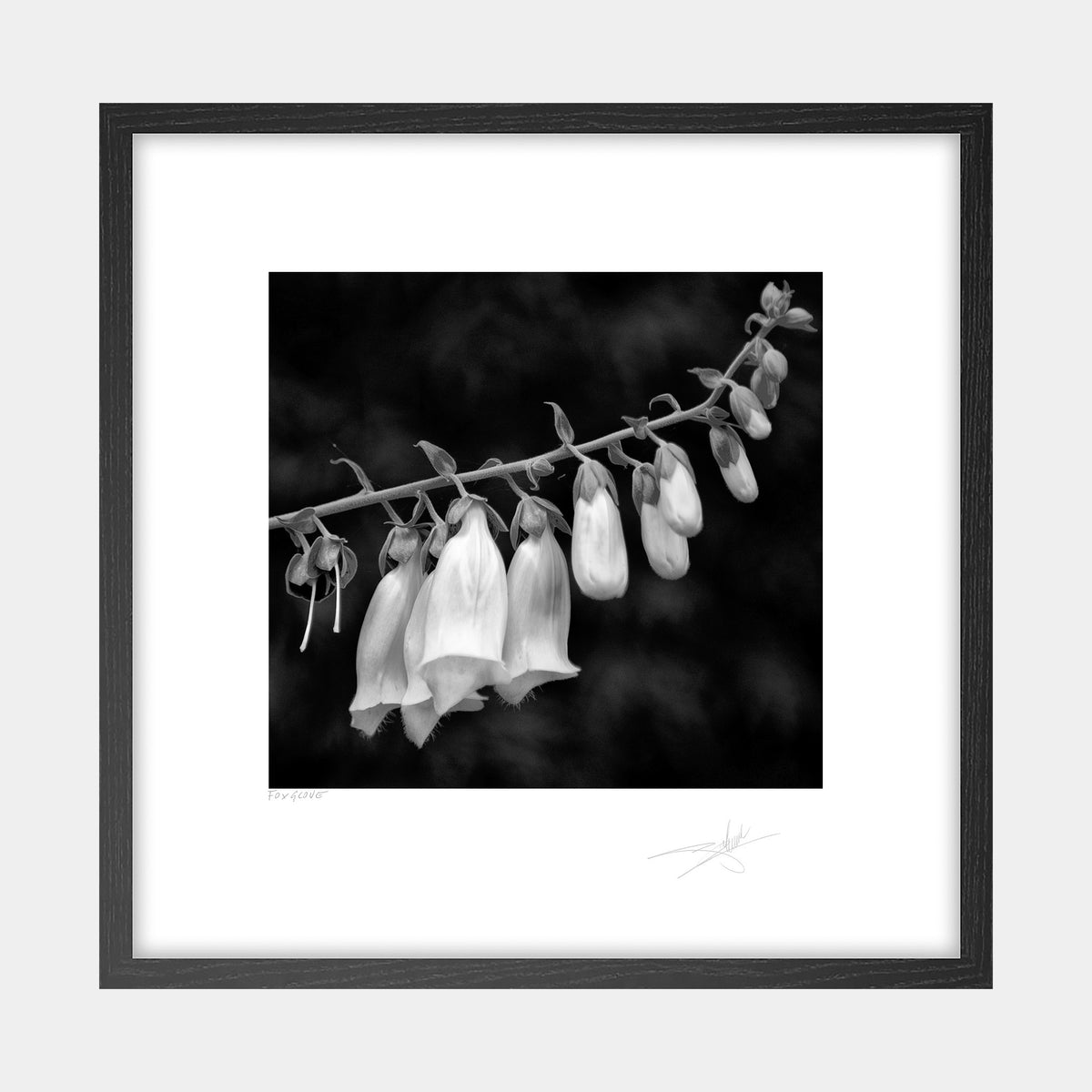 Foxglove