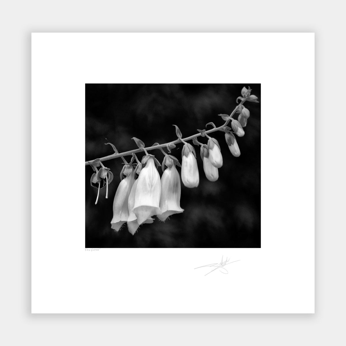 Foxglove
