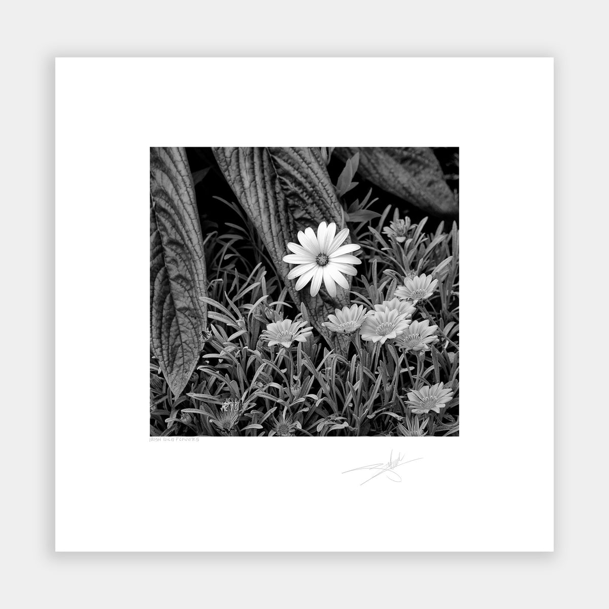 Irish Wild Flowers