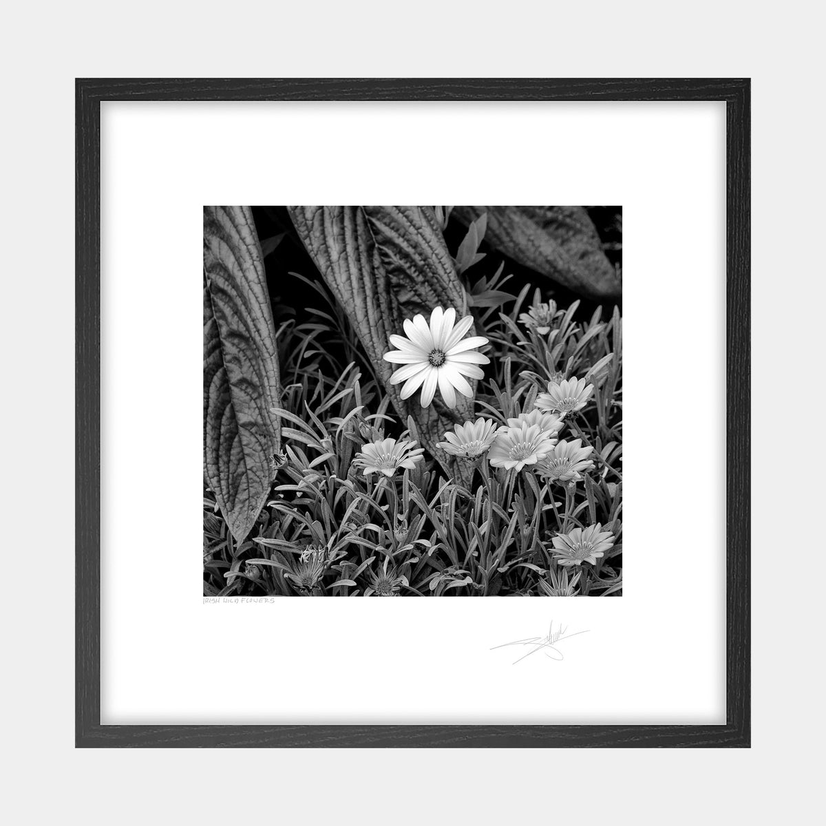 Irish Wild Flowers