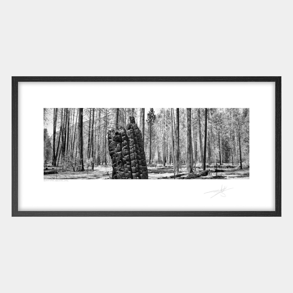 Burnt Wood