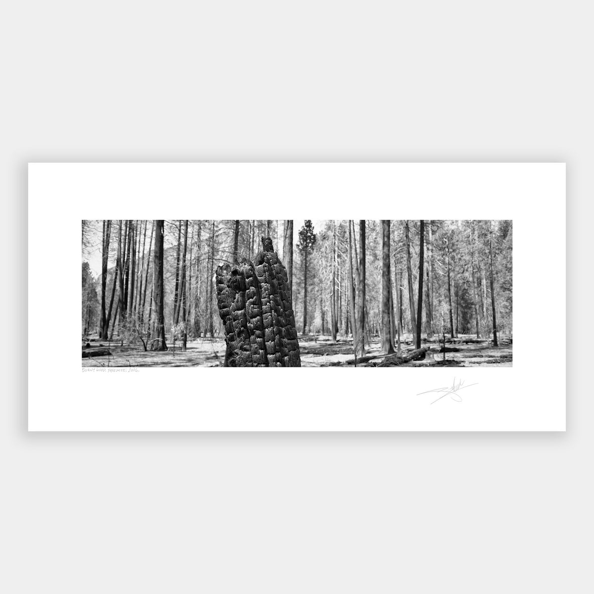 Burnt Wood