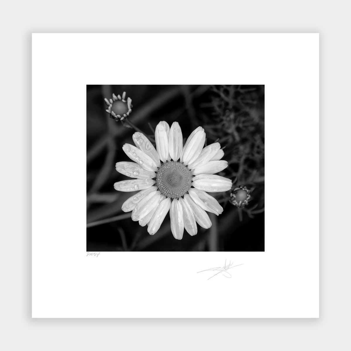Daisy