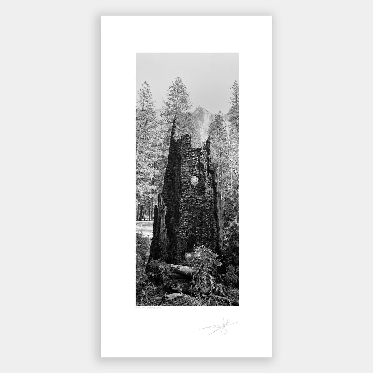 Burnt Wood