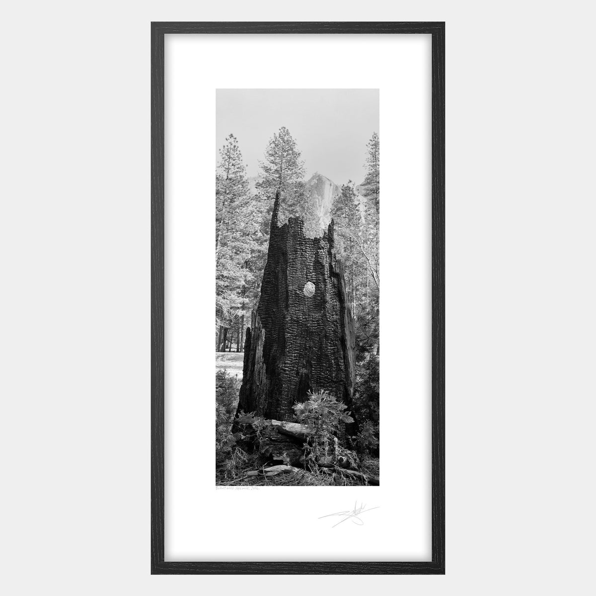Burnt Wood