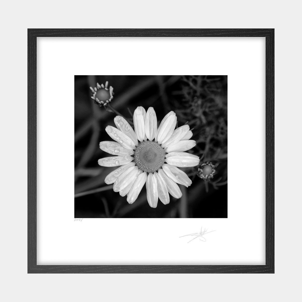 Daisy