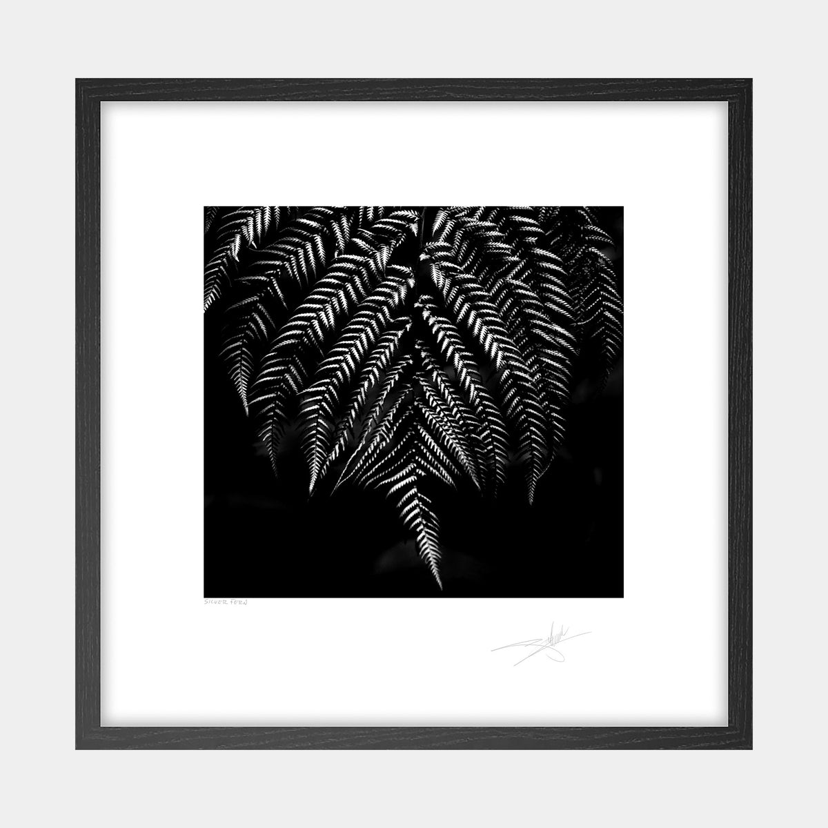 Silver Fern