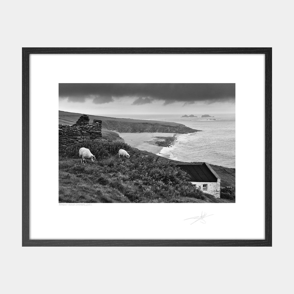 Blasket Island Sheep Kerry Ireland 2021