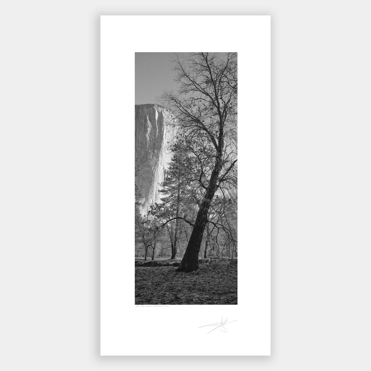 The Dawn Walls tree