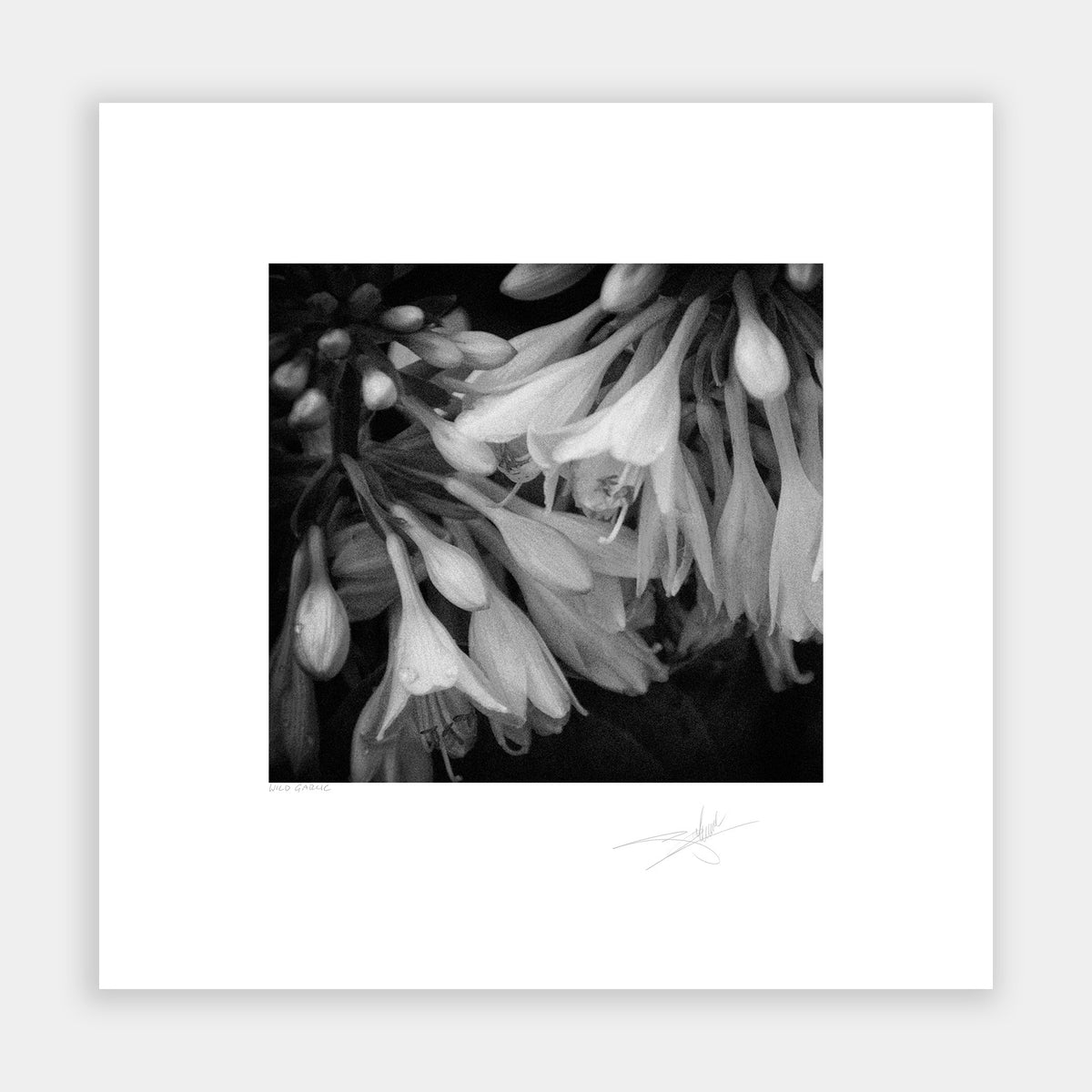 Wild Garlic