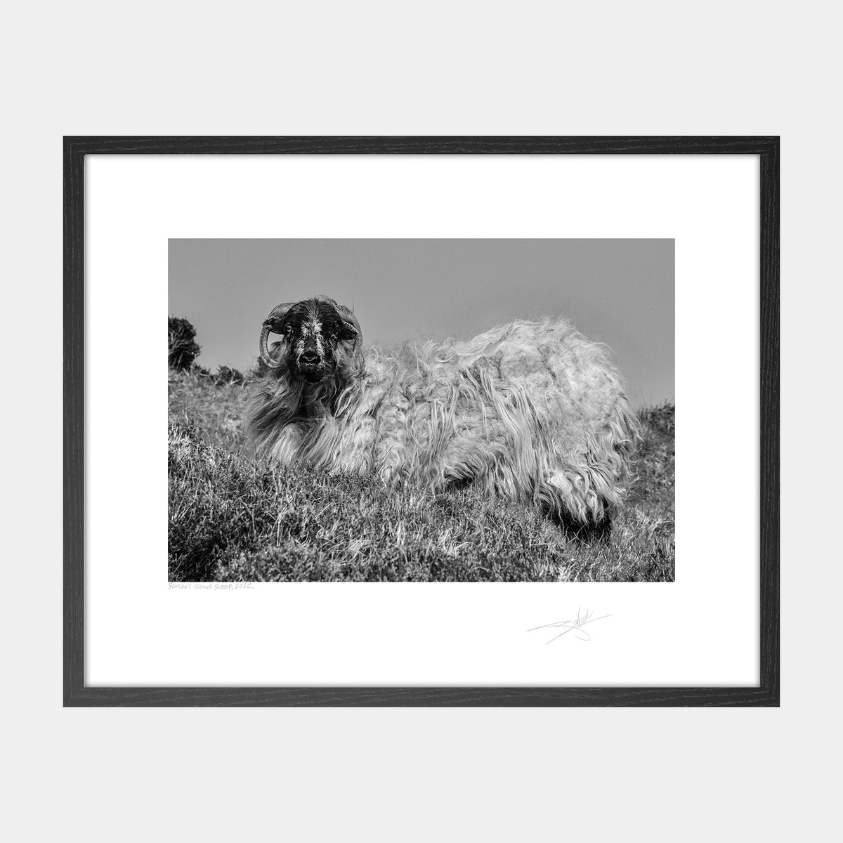 Blasket Island Sheep
