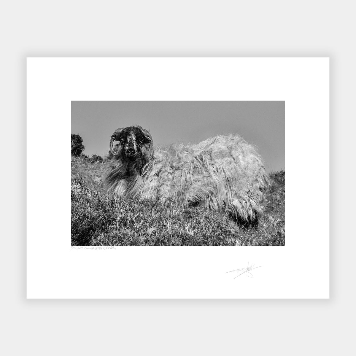 Blasket Island Sheep