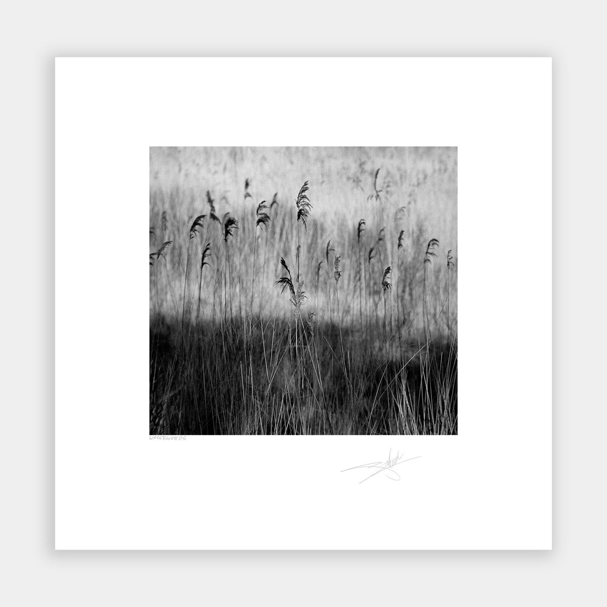 Waterweeds