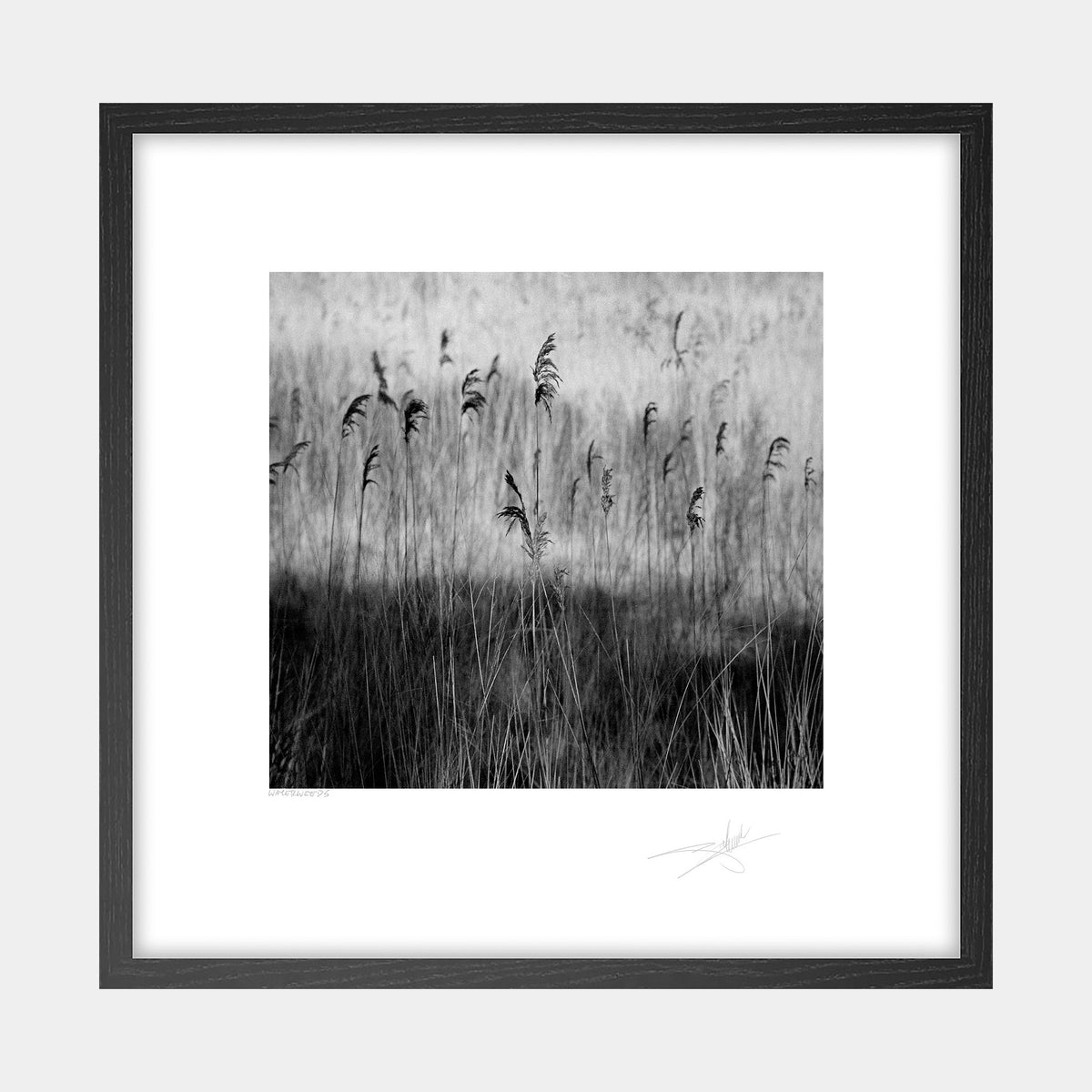 Waterweeds