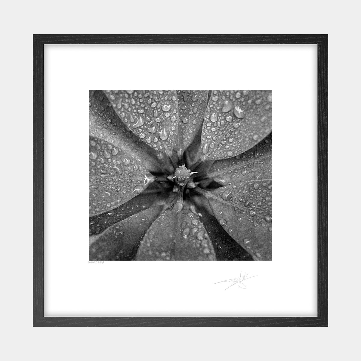 Rain Drops